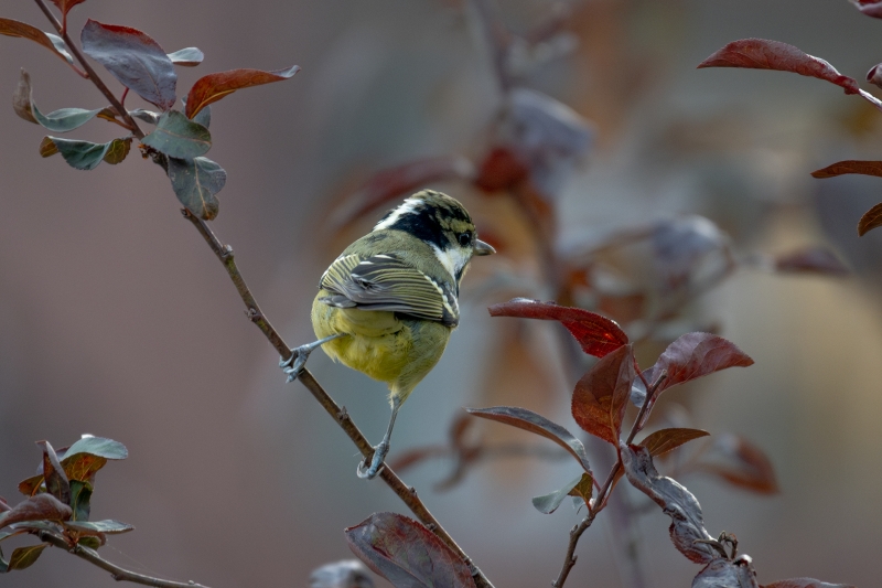 说明: https://www.cqzhxy.cn/SITE_ATTACHE/www_cqzhxy_cn/2024-10-30/upload/image/20241030/1730280806441083502.jpg