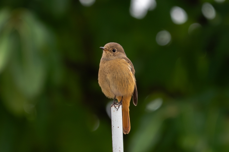 说明: https://www.cqzhxy.cn/SITE_ATTACHE/www_cqzhxy_cn/2024-10-30/upload/image/20241030/1730280805612059076.jpg