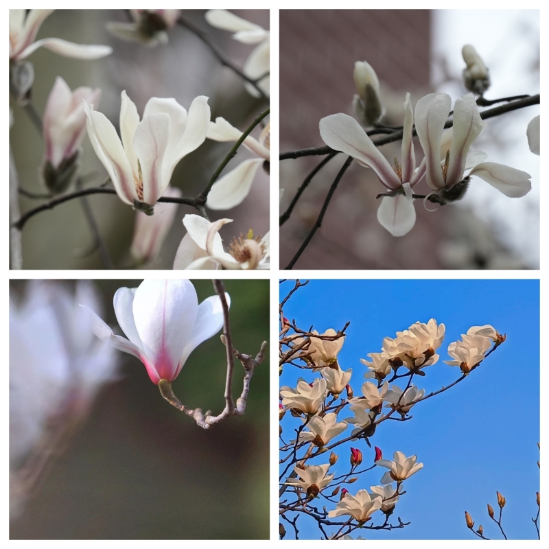 ˵: https://www.cqzhxy.cn/SITE_ATTACHE/www_cqzhxy_cn/2025-03-04/upload/image/20250304/1741052939026083170.jpg