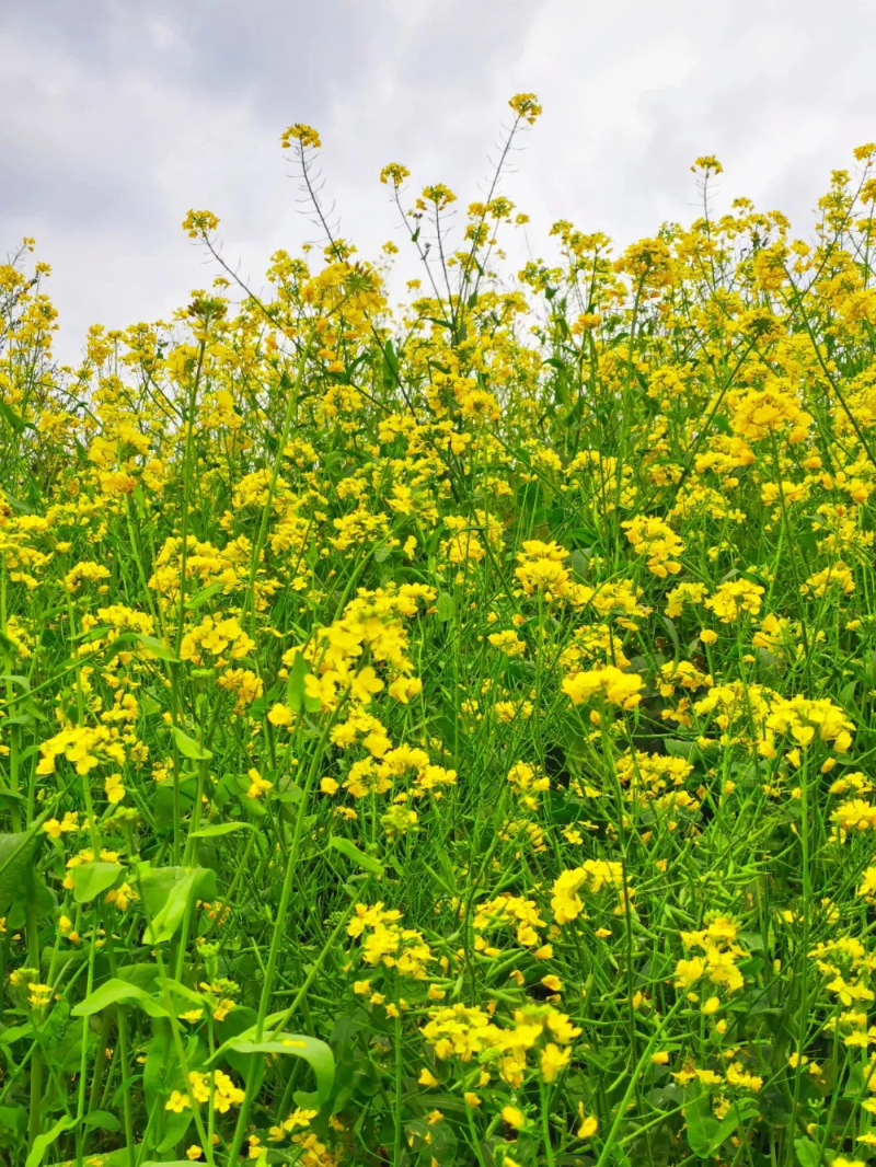 ˵: https://www.cqzhxy.cn/SITE_ATTACHE/www_cqzhxy_cn/2025-03-18/upload/image/20250318/1742263473937046919.png