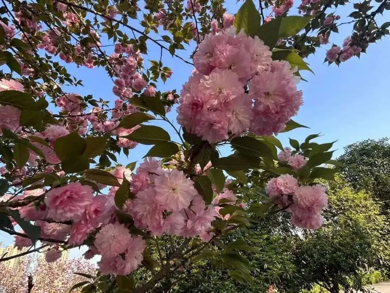 ˵: https://www.cqzhxy.cn/SITE_ATTACHE/www_cqzhxy_cn/2025-03-18/upload/image/20250318/1742263602297019464.bmp