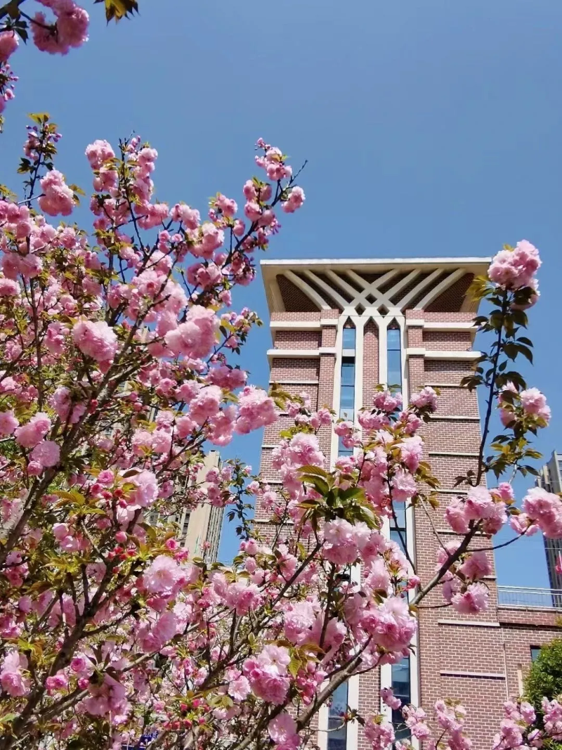 ˵: https://www.cqzhxy.cn/SITE_ATTACHE/www_cqzhxy_cn/2025-03-18/upload/image/20250318/1742263625817019411.png