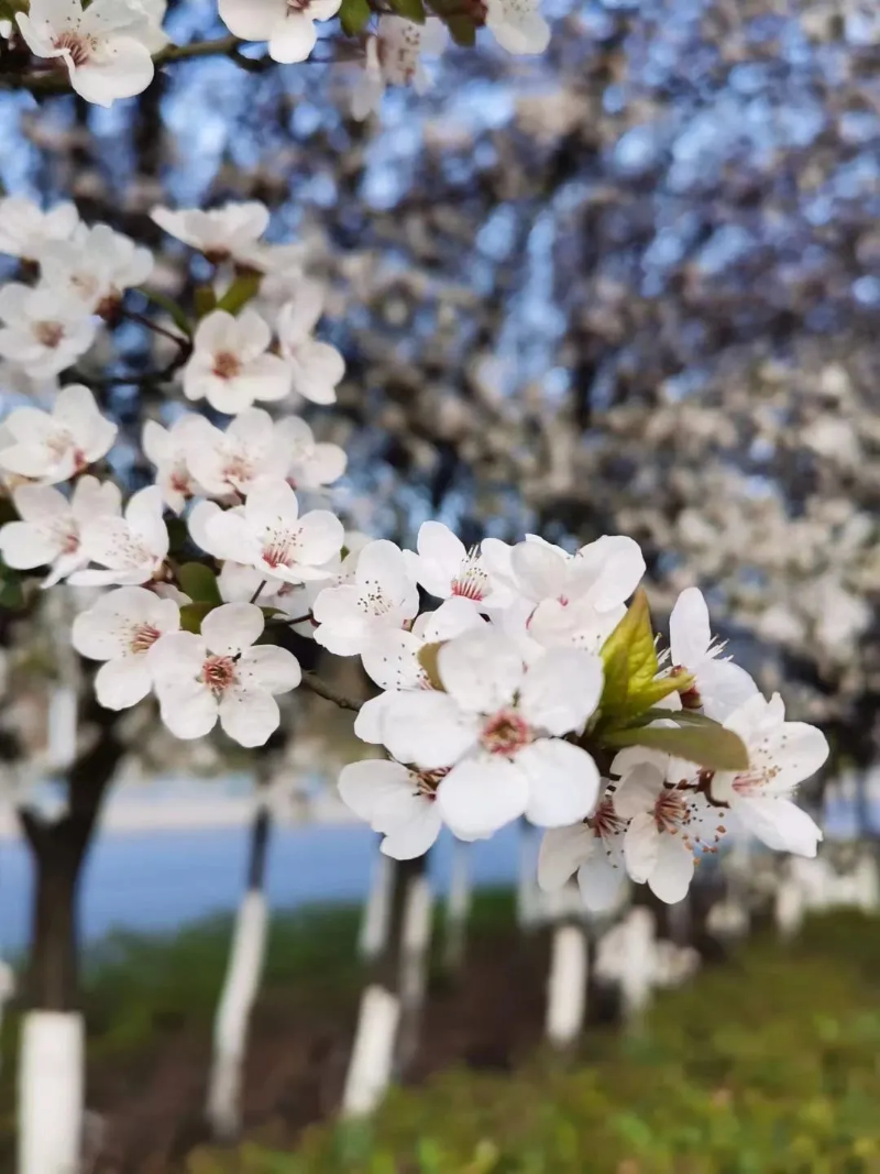 ˵: https://www.cqzhxy.cn/SITE_ATTACHE/www_cqzhxy_cn/2025-03-18/upload/image/20250318/1742263625738083210.bmp